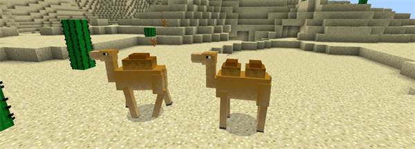 1camel