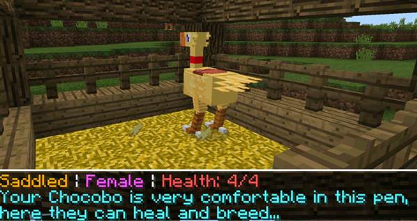 chocobo-4