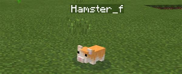 hamster-1
